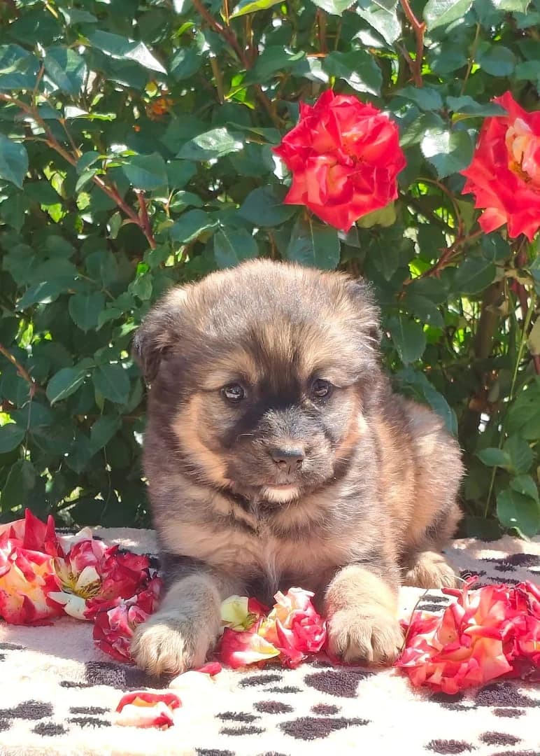 Nora, Gri female puppy Mixed Breed for adoption at ASPA București — Catalog Câini