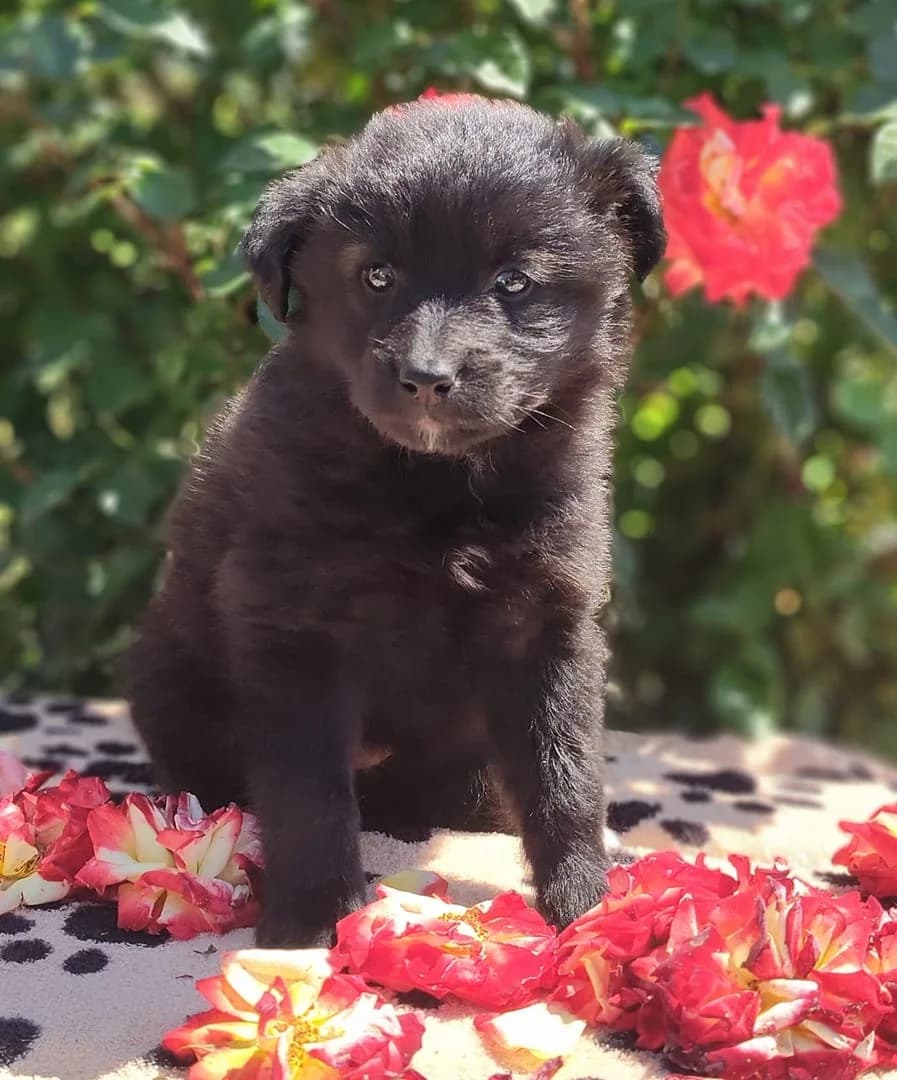 Athena, Negru female puppy Mixed Breed for adoption at ASPA București — Catalog Câini