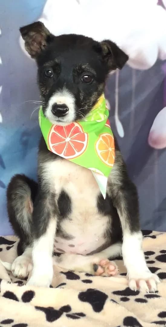 Uma, Negru female puppy Mixed Breed for adoption at ASPA București — Catalog Câini