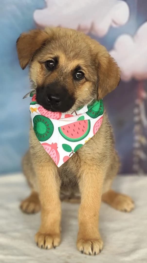 Aria, Bej female puppy Mixed Breed for adoption at ASPA București — Catalog Câini
