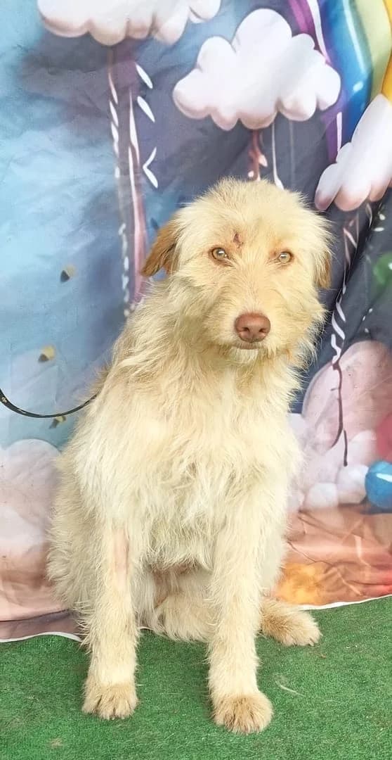 Sophie, Bej female young Mixed Breed for adoption at ASPA București — Catalog Câini