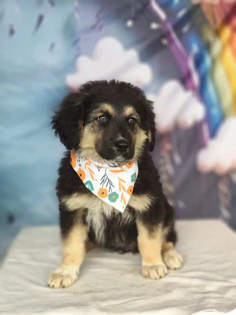 Bella, Negru female puppy Mixed Breed for adoption at ASPA București — Catalog Câini