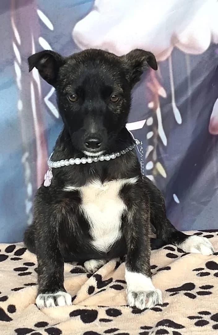 Molly, Negru female puppy Mixed Breed for adoption at ASPA București — Catalog Câini