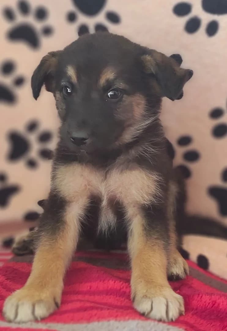 Storm, Maro male puppy Mixed Breed for adoption at ASPA București — Catalog Câini