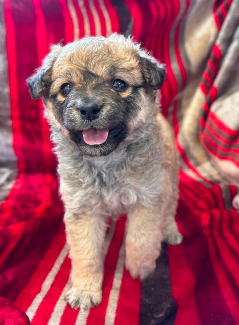Chloe, Gri female puppy Mixed Breed for adoption at ASPA București — Catalog Câini