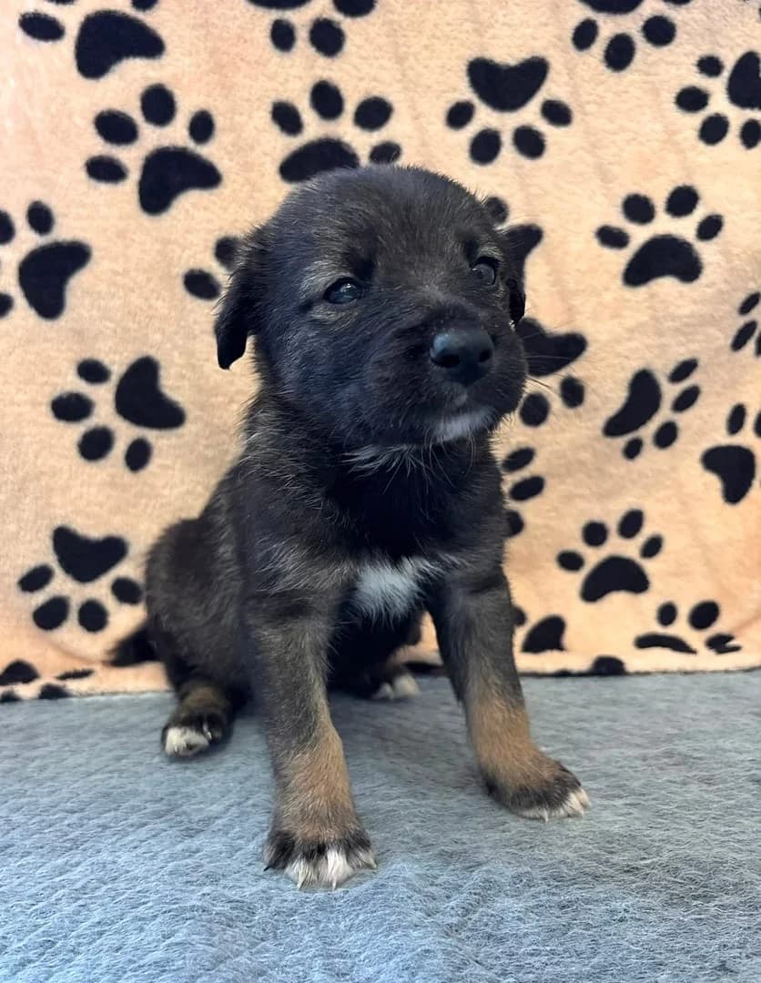 Mason, Gri male puppy Mixed Breed for adoption at ASPA București — Catalog Câini
