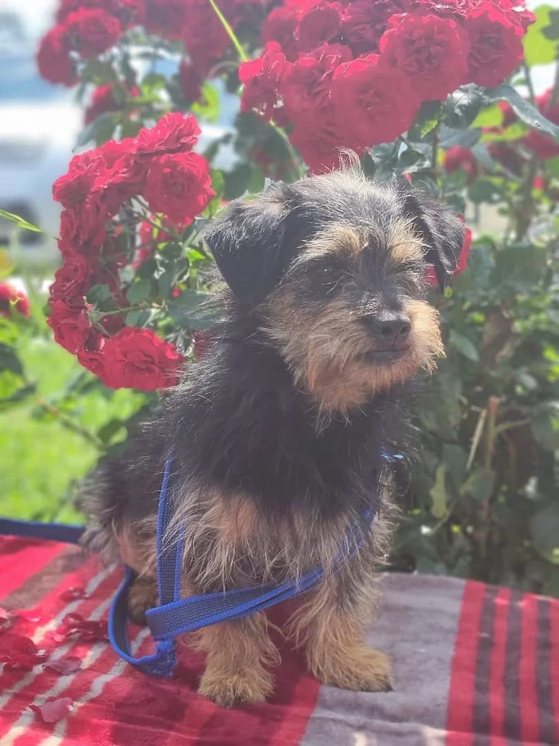 Abby, Negru male 5yo Mixed Breed for adoption at ASPA București — Catalog Câini