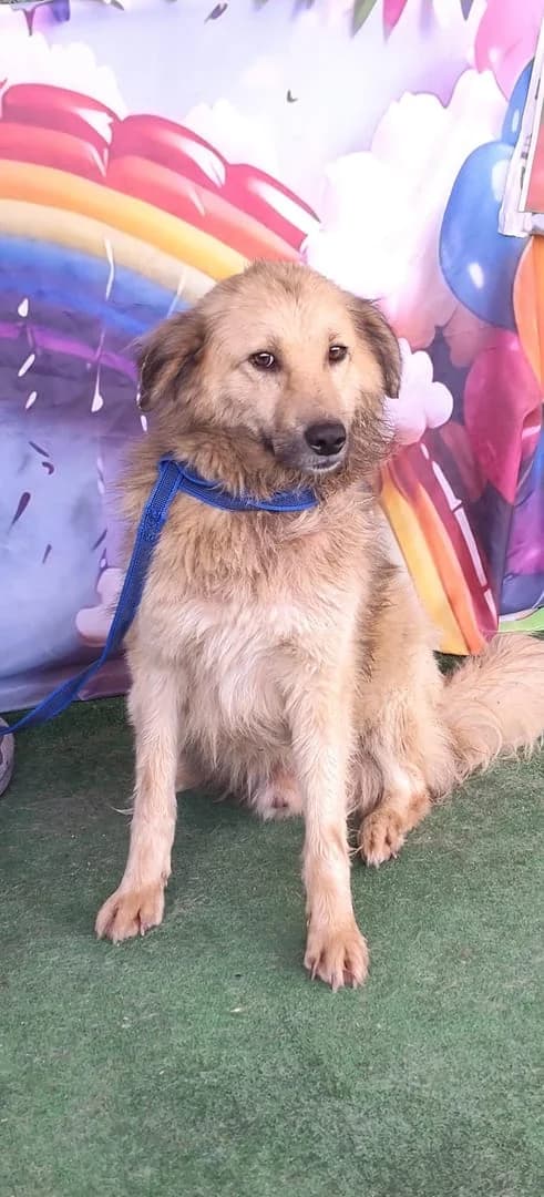 Harley, Roșcat male 4yo Mixed Breed for adoption at ASPA București — Catalog Câini