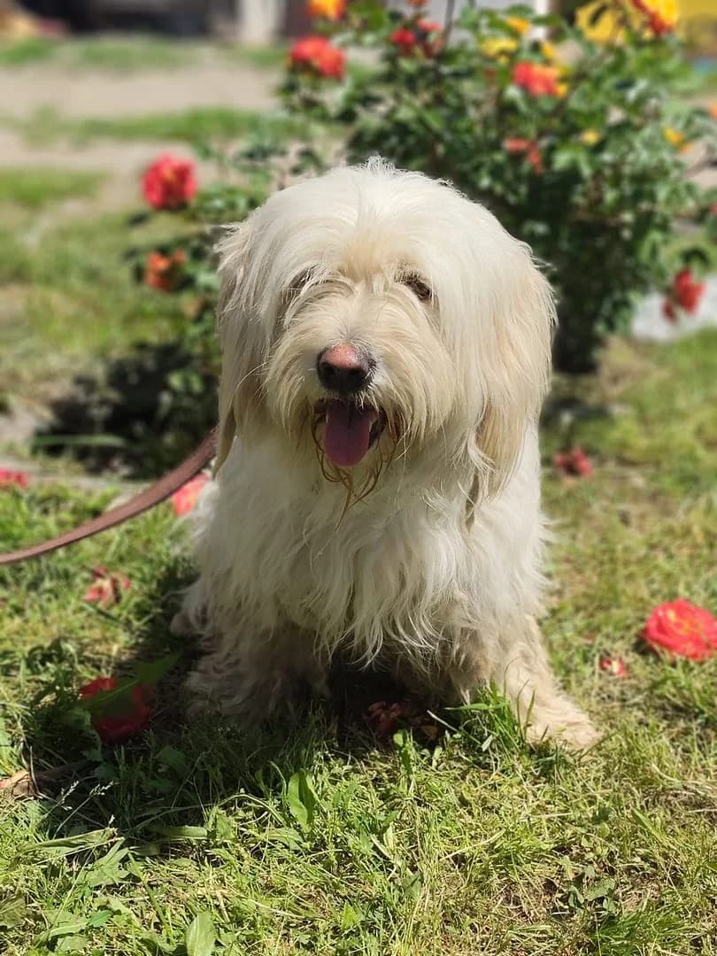 Roxy, Alb female young Mixed Breed for adoption at ASPA București — Catalog Câini