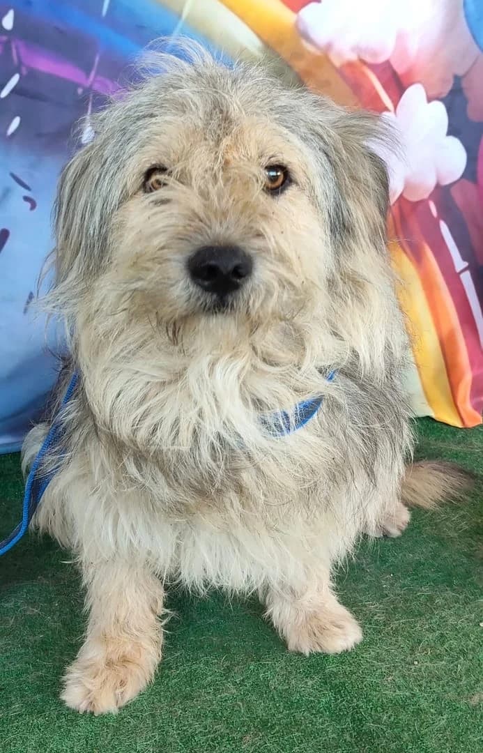 Duke, Gri male young Mixed Breed for adoption at ASPA București — Catalog Câini