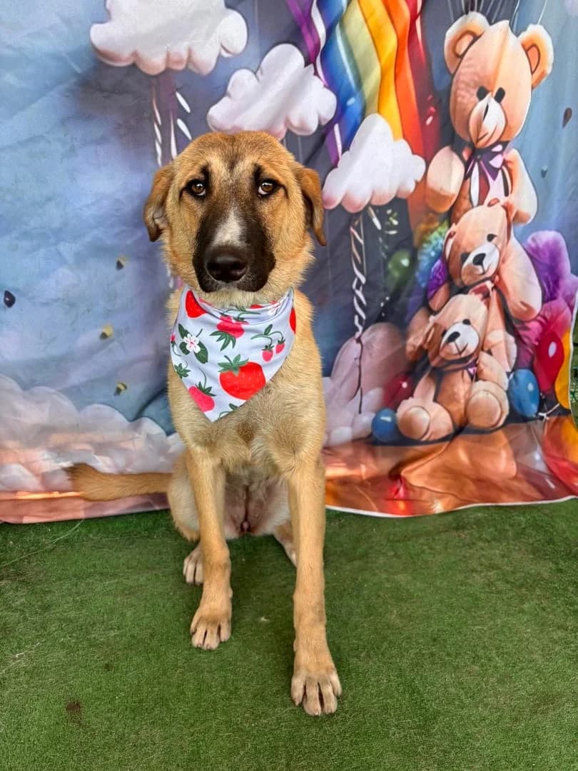 Callie, Bej female puppy Mixed Breed for adoption at ASPA București — Catalog Câini