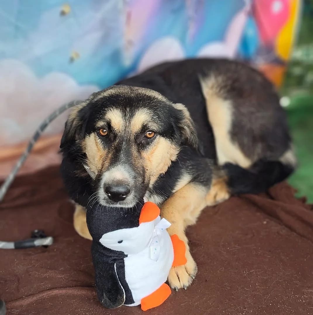 Finn, Negru male 3yo Mixed Breed for adoption at ASPA București — Catalog Câini