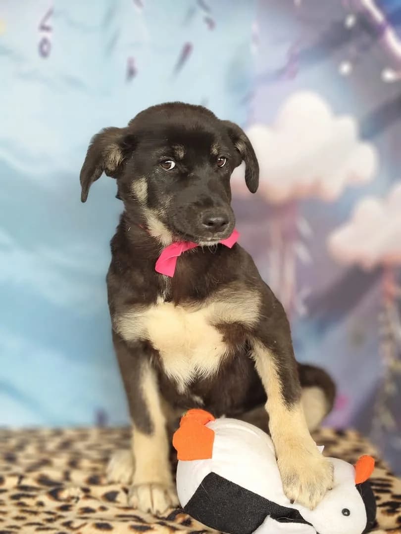 Yuki, Negru male puppy Mixed Breed for adoption at ASPA București — Catalog Câini