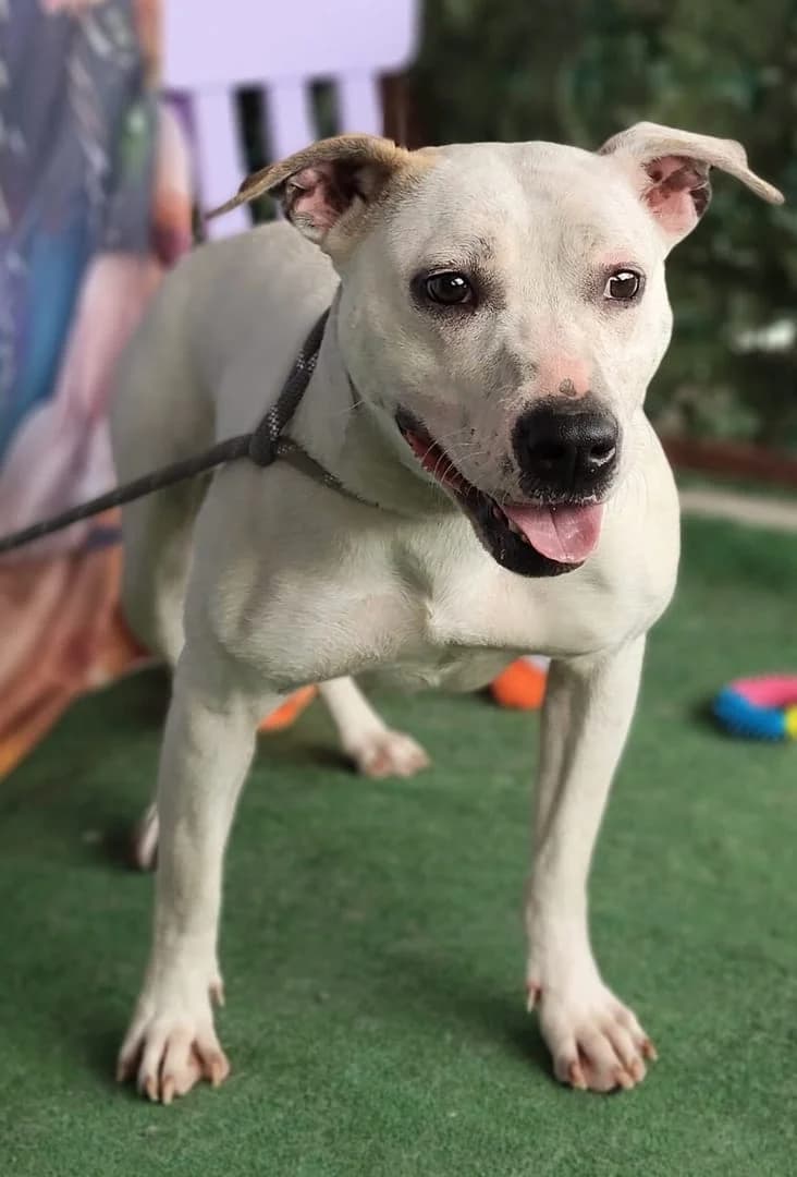 Xara, Alb female 4yo Mixed Breed for adoption at ASPA București — Catalog Câini