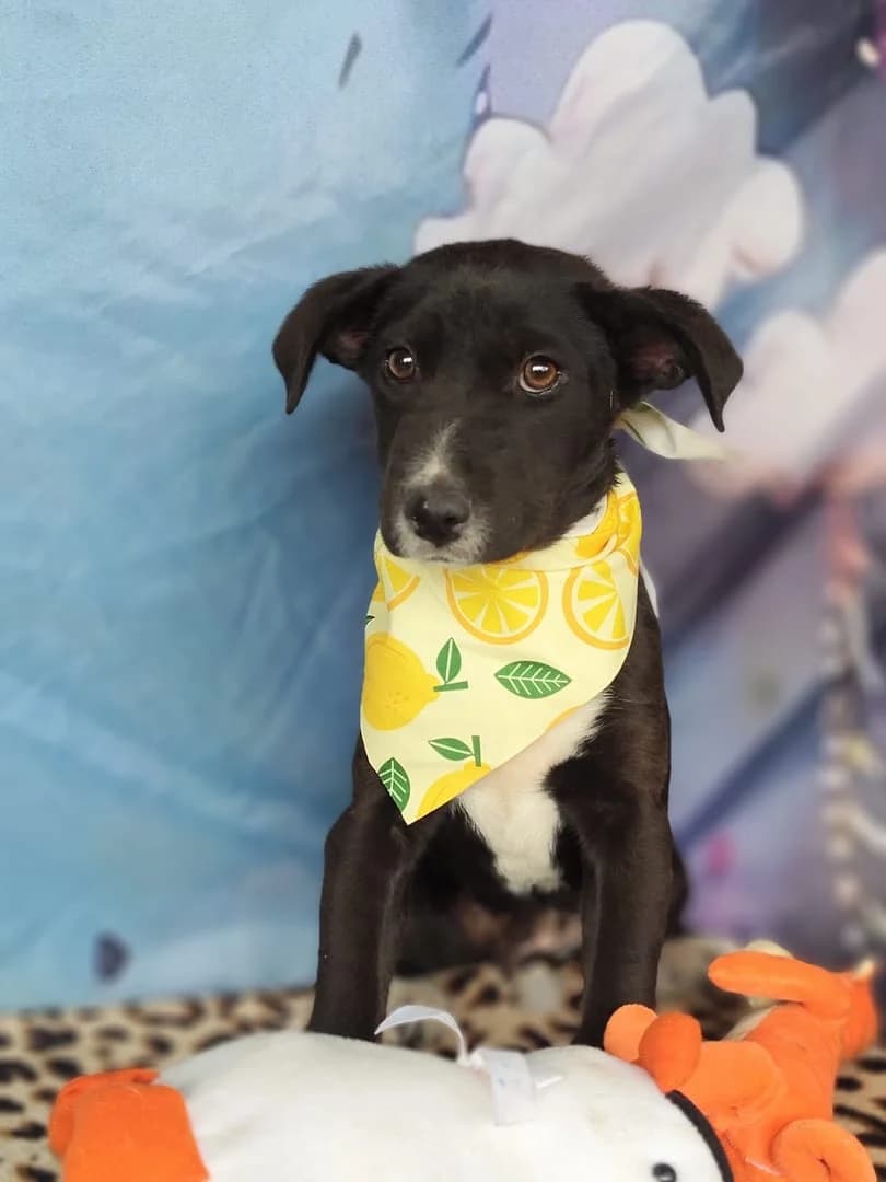 Xara, Negru female puppy Mixed Breed for adoption at ASPA București — Catalog Câini