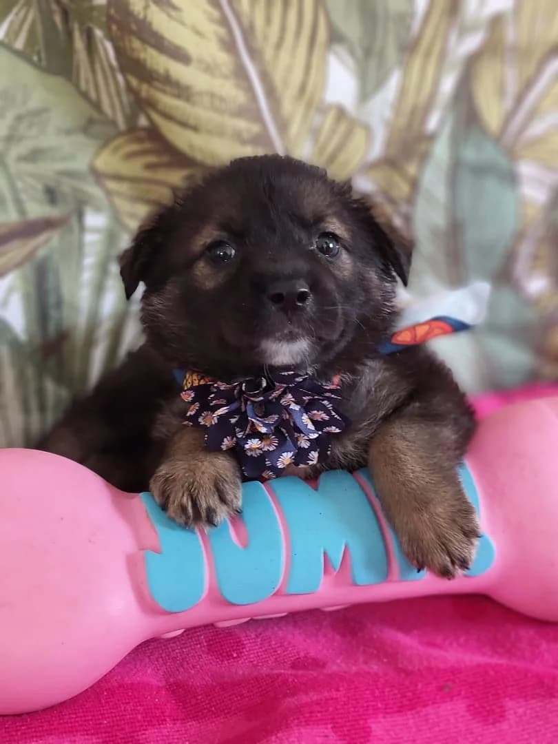 Coco, Negru female puppy Mixed Breed for adoption at ASPA București — Catalog Câini