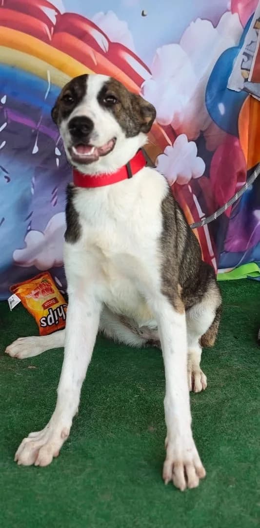 Nora, Gri female puppy Mixed Breed for adoption at ASPA București — Catalog Câini