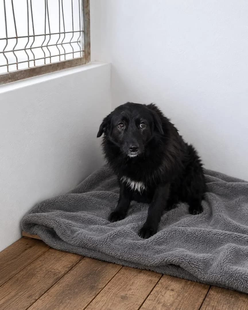 Angel, Negru male 3yo Mixed Breed for adoption at ASPA București — Catalog Câini