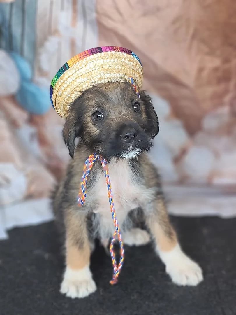 Diego, Maro male puppy Mixed Breed for adoption at ASPA București — Catalog Câini
