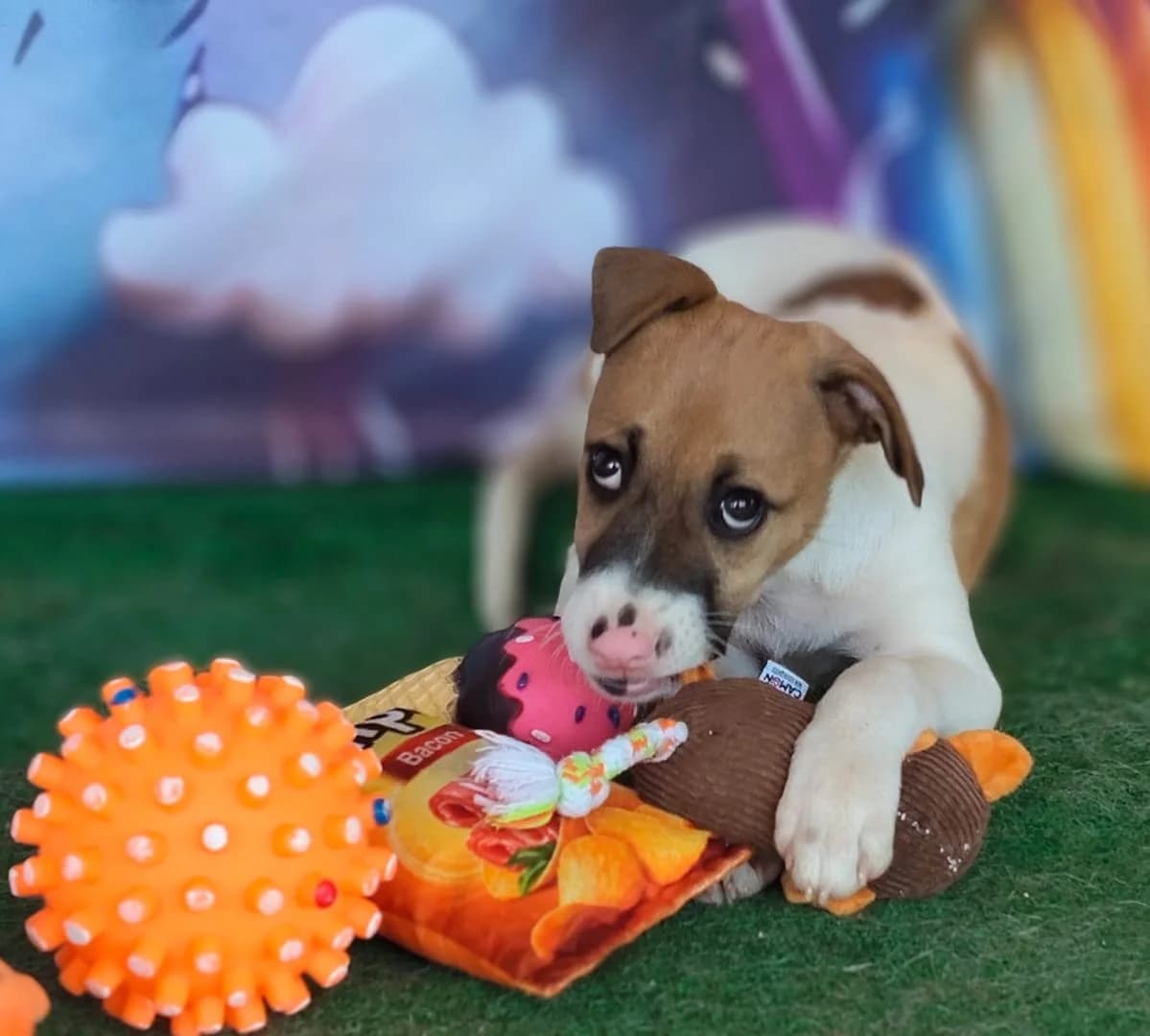 Mia, Alb female puppy Mixed Breed for adoption at ASPA București — Catalog Câini