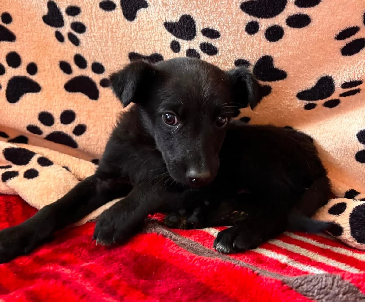 Freya, Negru female puppy Mixed Breed for adoption at ASPA București — Catalog Câini