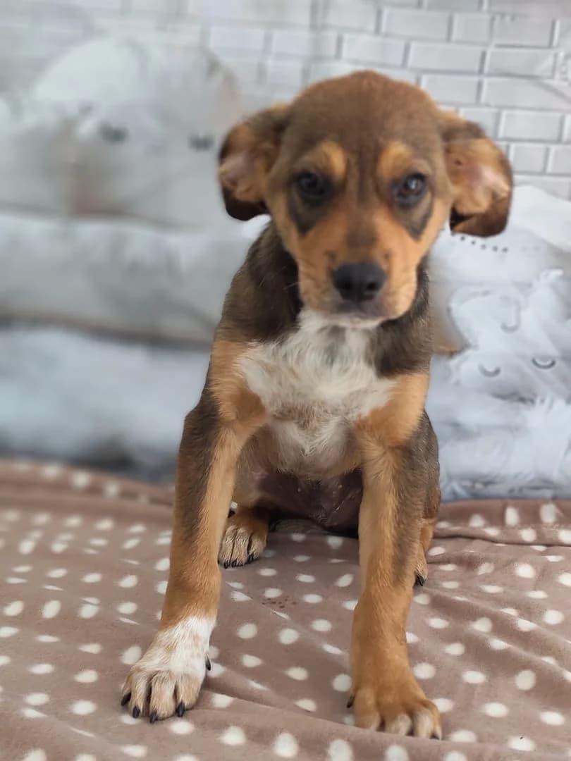 Otis, Roșcat male puppy Mixed Breed for adoption at ASPA București — Catalog Câini