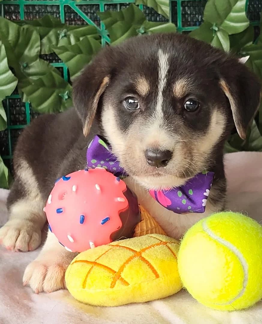 Zeus, Negru male puppy Mixed Breed for adoption at ASPA București — Catalog Câini