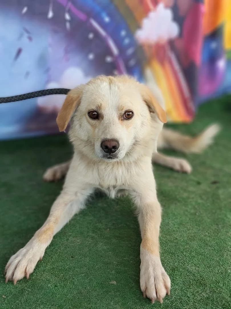 Leo, Alb male young Mixed Breed for adoption at ASPA București — Catalog Câini