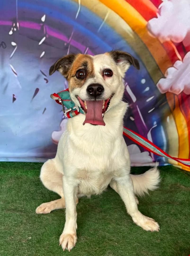 Aurora, Alb female young Mixed Breed for adoption at ASPA București — Catalog Câini