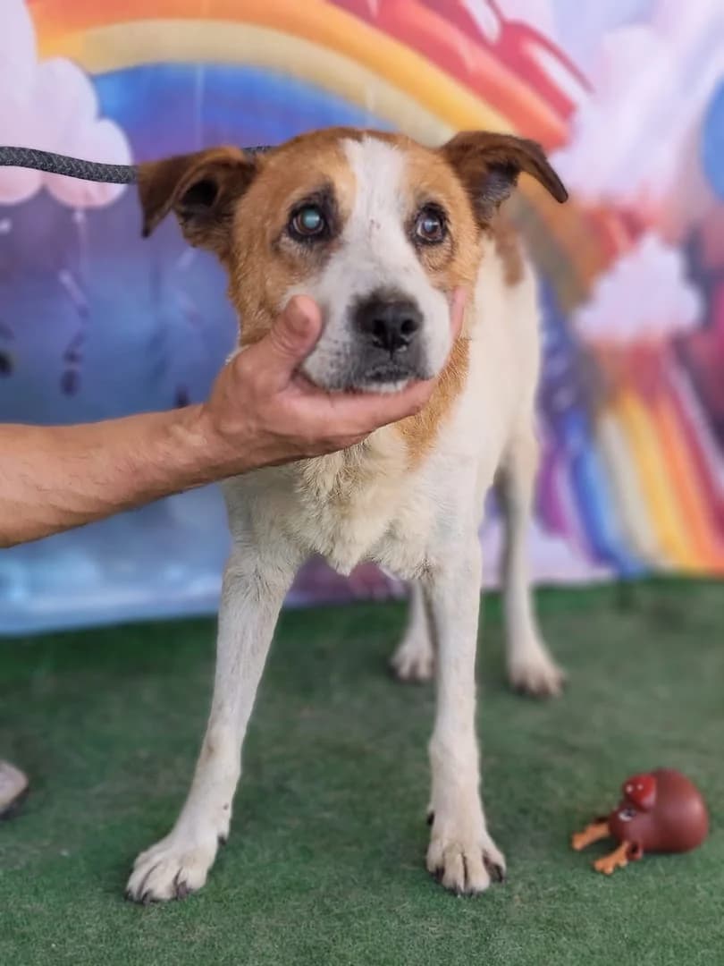 Ranger, Alb male senior Mixed Breed for adoption at ASPA București — Catalog Câini