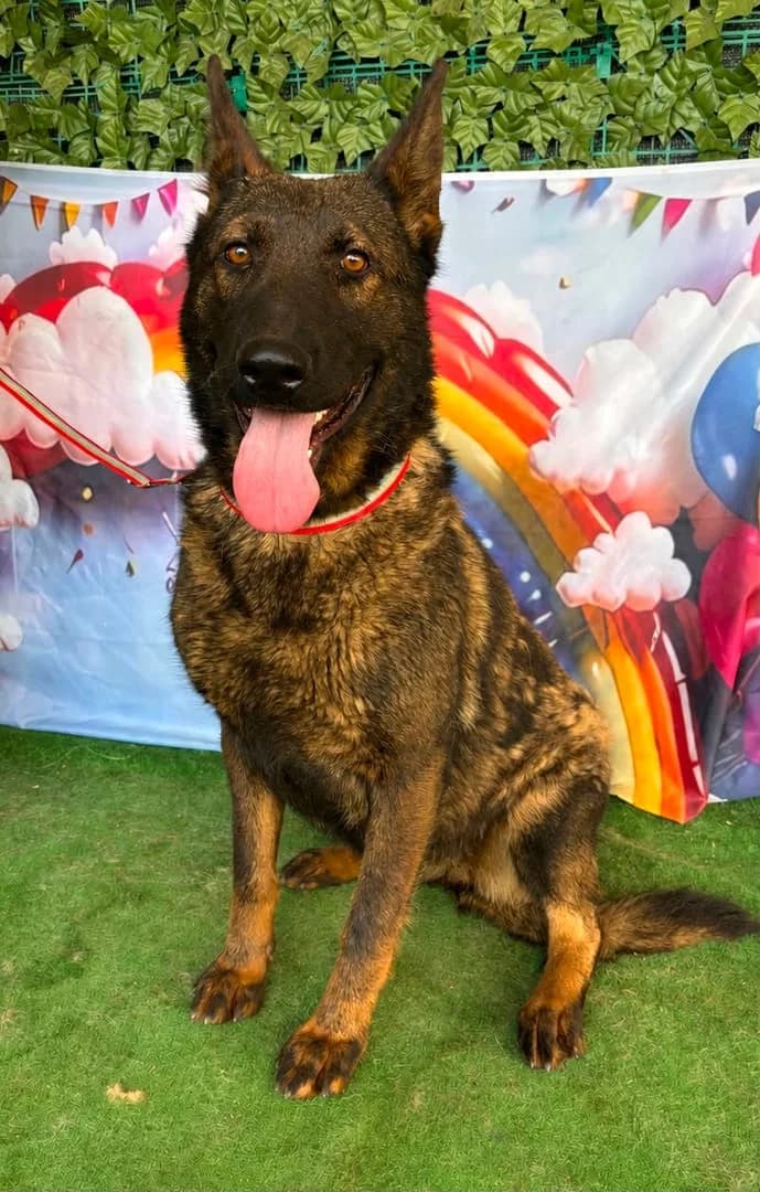 Stella, Maro female young Mixed Breed for adoption at ASPA București — Catalog Câini