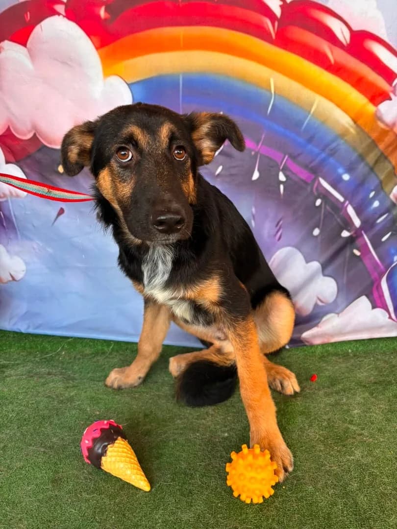 Gunner, Negru male puppy Mixed Breed for adoption at ASPA București — Catalog Câini