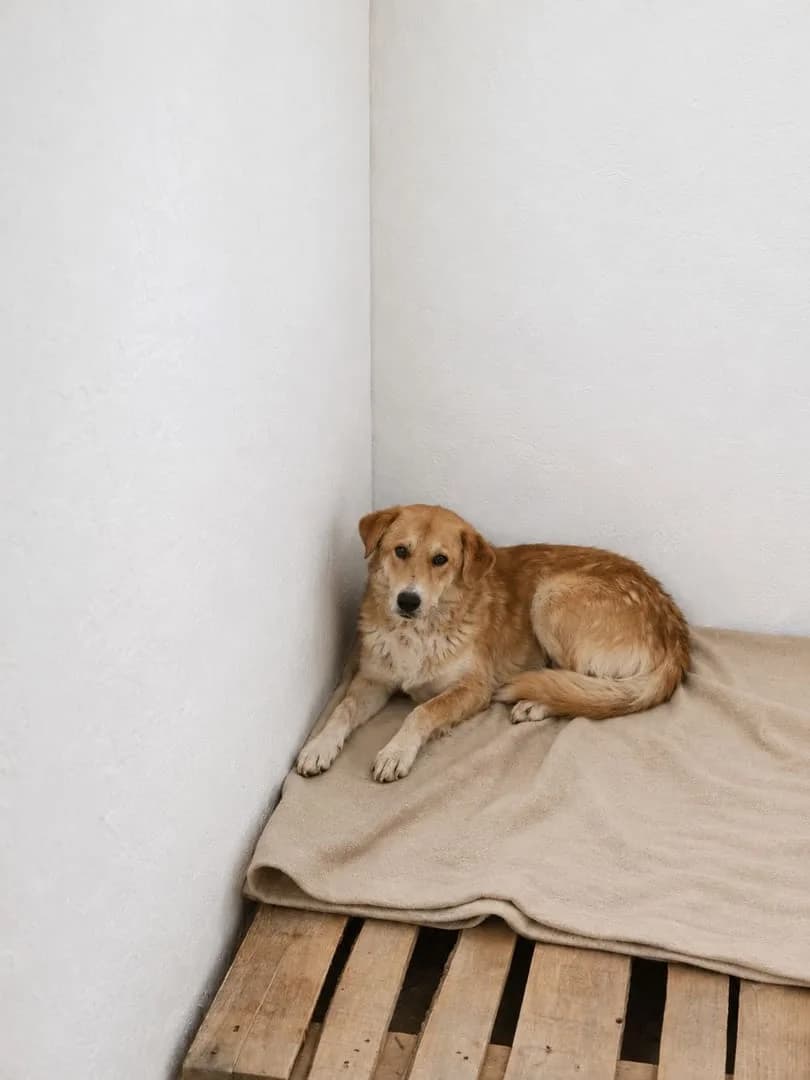 Otis, Roșcat male young Mixed Breed for adoption at ASPA București — Catalog Câini
