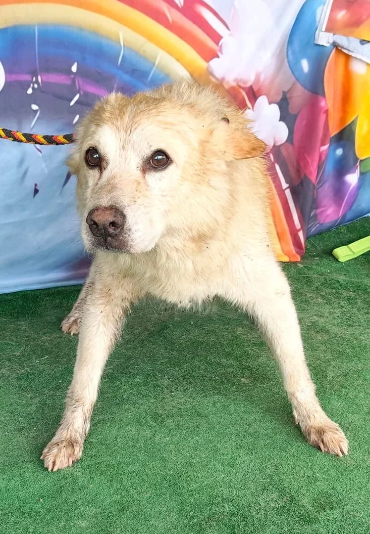 Milo, Bej male senior Mixed Breed for adoption at ASPA București — Catalog Câini