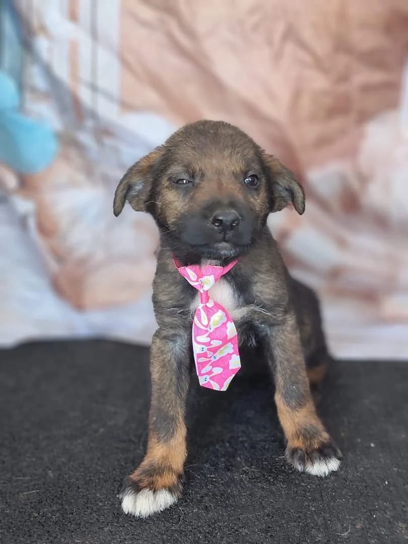 Stella, Maro female puppy Mixed Breed for adoption at ASPA București — Catalog Câini