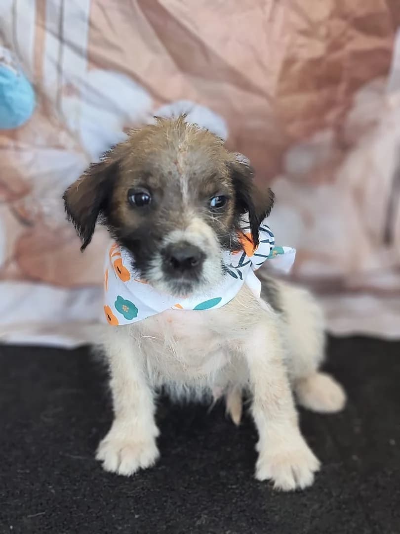 Oliver, Alb male puppy Mixed Breed for adoption at ASPA București — Catalog Câini