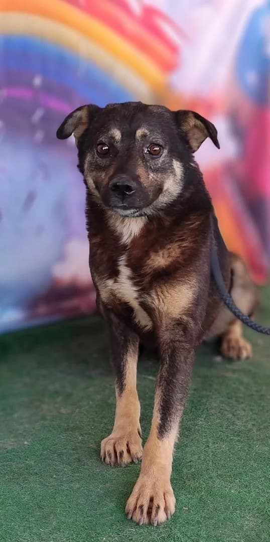 Diesel, Negru male 3yo Mixed Breed for adoption at ASPA București — Catalog Câini