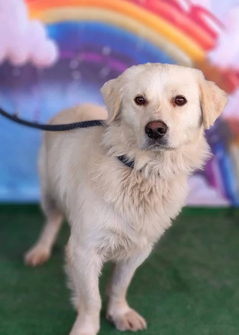 Buddy, CREM male 7yo Mixed Breed for adoption at ASPA București — Catalog Câini