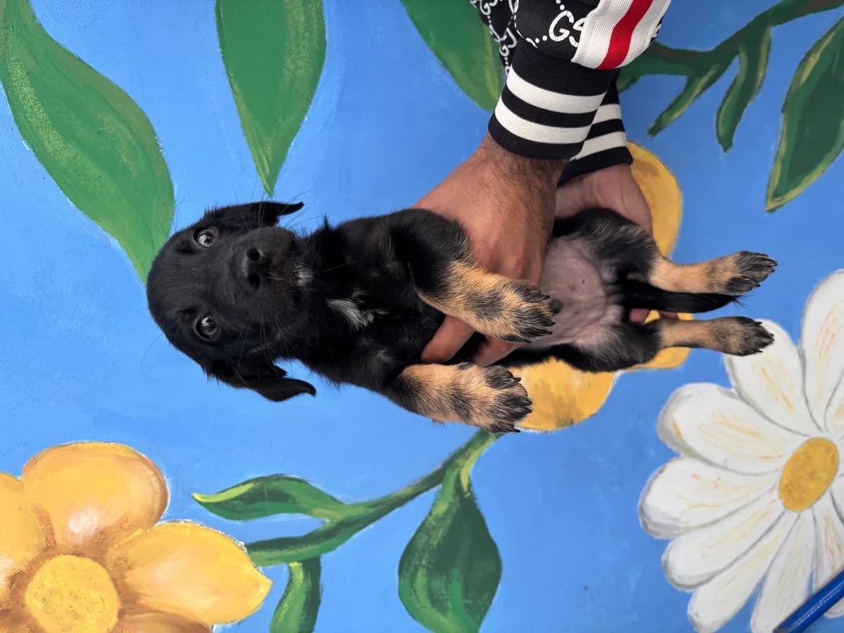 Oliver, Negru male puppy Mixed Breed for adoption at ASPA București — Catalog Câini