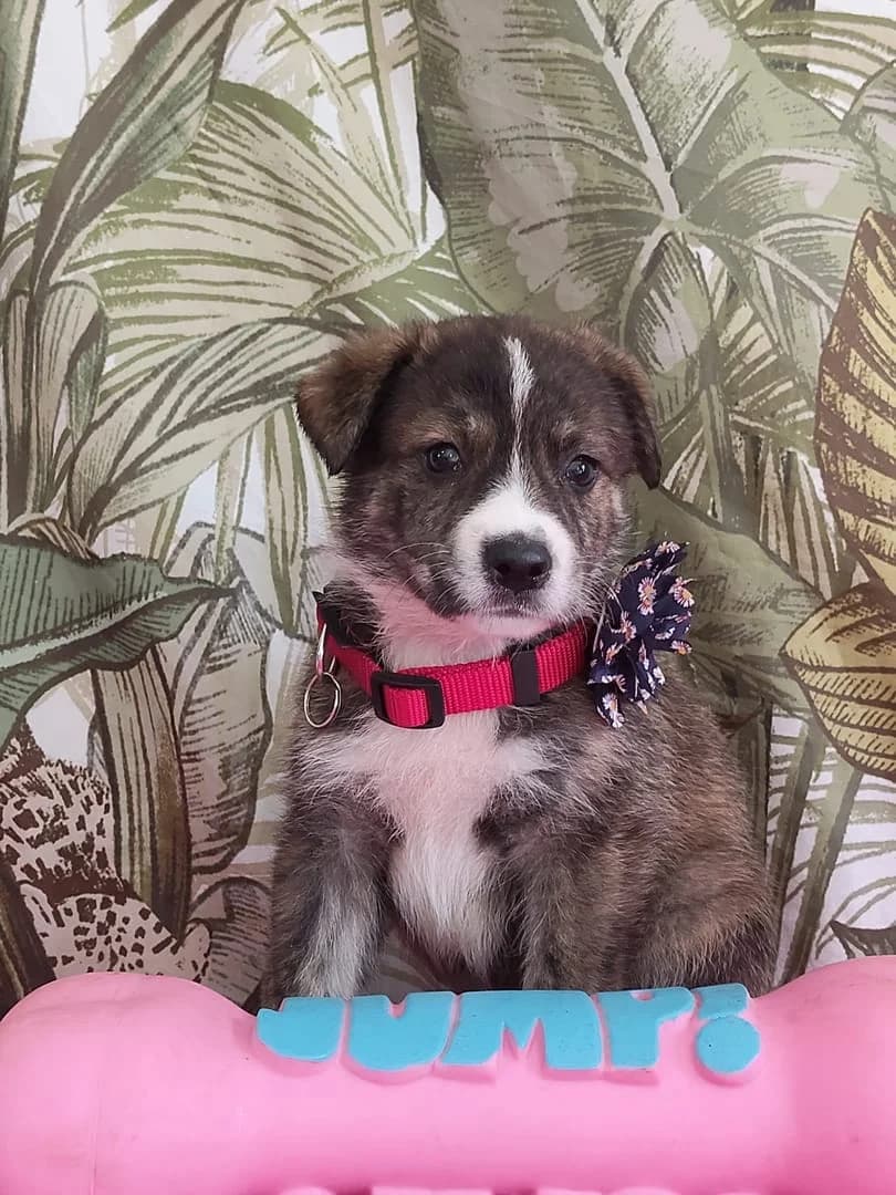 Aurora, Tigrat female puppy Mixed Breed for adoption at ASPA București — Catalog Câini