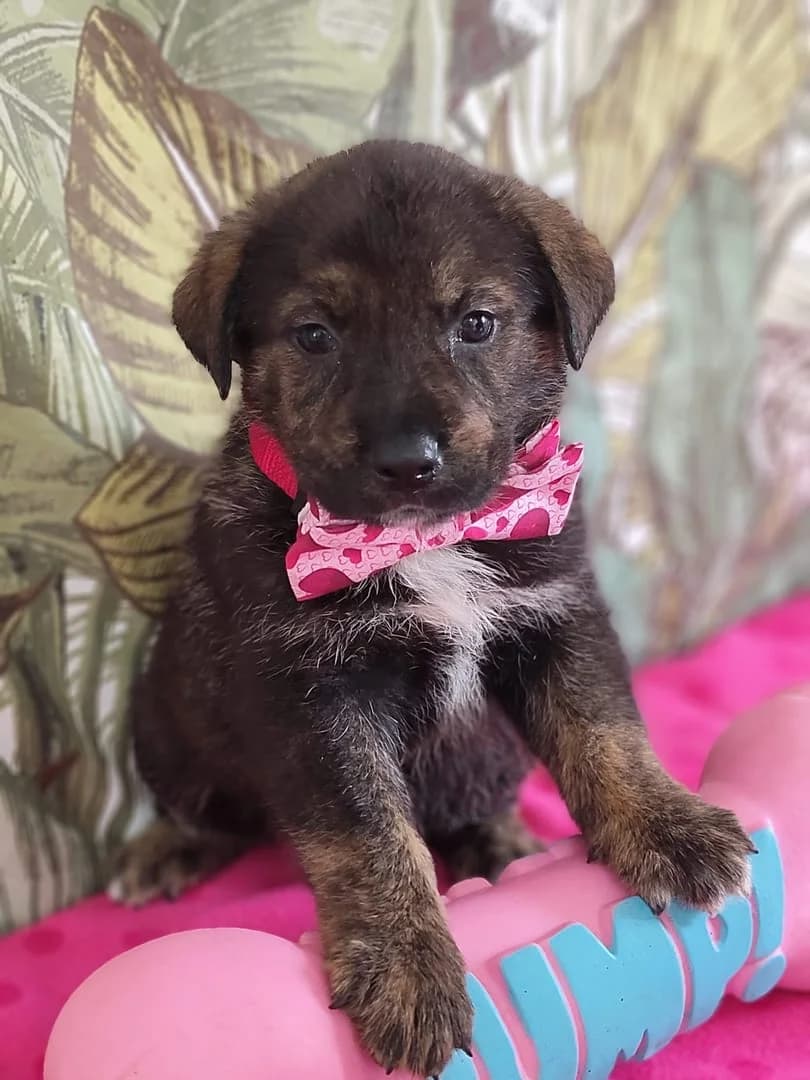 Ruby, Negru female puppy Mixed Breed for adoption at ASPA București — Catalog Câini