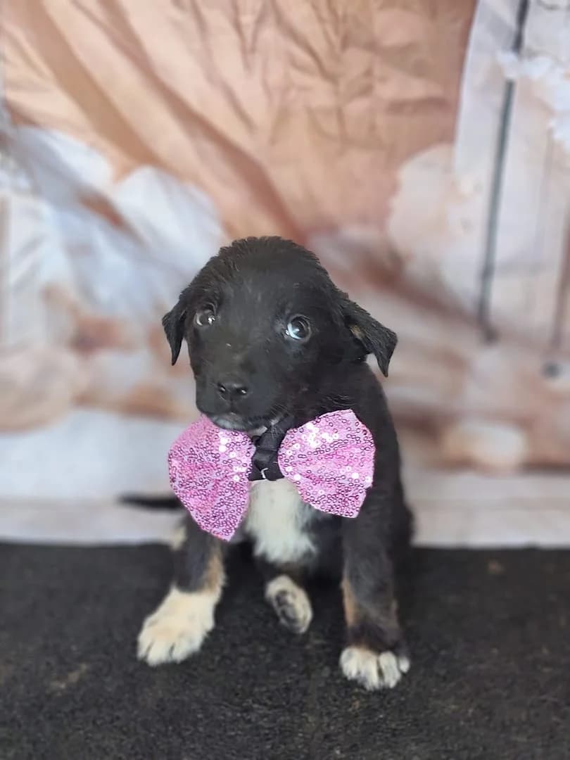 Bianca, Negru female puppy Mixed Breed for adoption at ASPA București — Catalog Câini