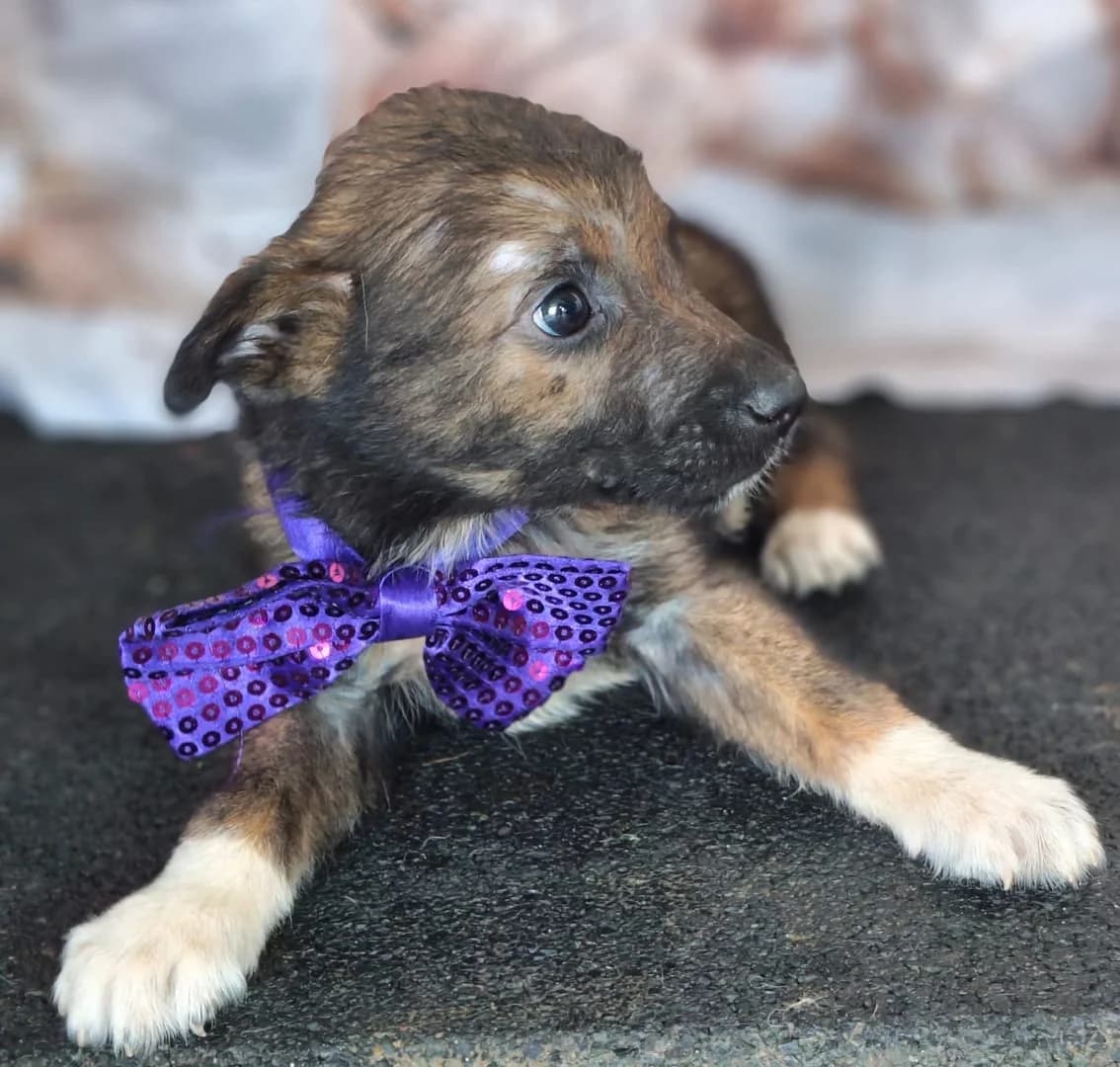 Harley, Negru male puppy Mixed Breed for adoption at ASPA București — Catalog Câini