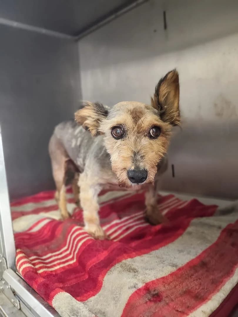 Roxy, Gri female senior Mixed Breed for adoption at ASPA București — Catalog Câini