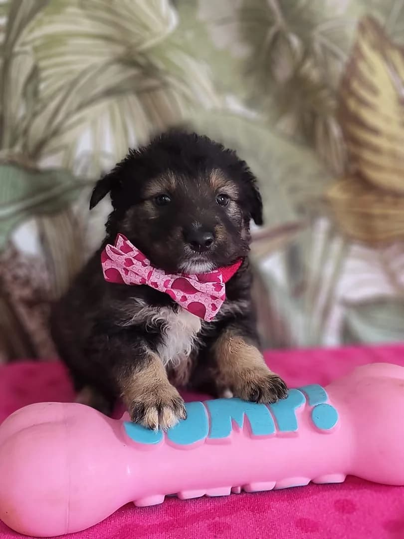 Duke, Negru male puppy Mixed Breed for adoption at ASPA București — Catalog Câini