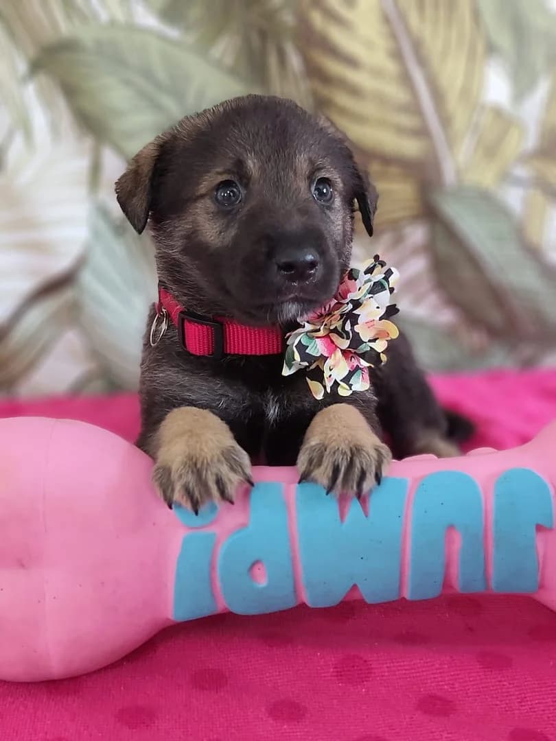 Leo, Negru male puppy Mixed Breed for adoption at ASPA București — Catalog Câini