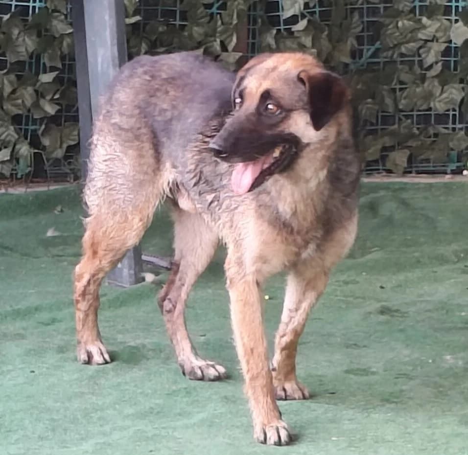Spike, Maro male 3yo Mixed Breed for adoption at ASPA București — Catalog Câini