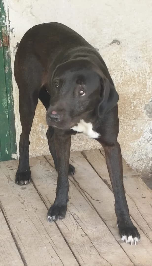 Aurora, Negru female 3yo Mixed Breed for adoption at ASPA București — Catalog Câini