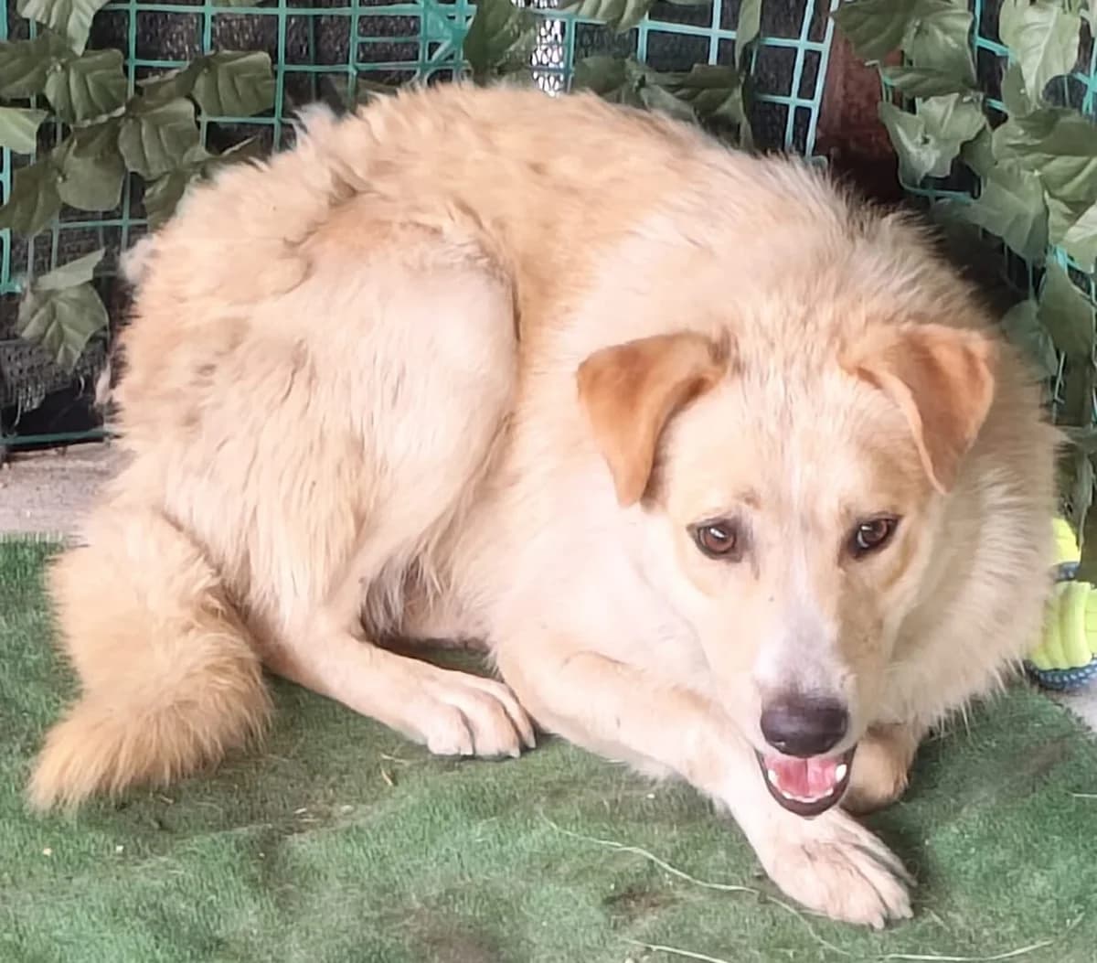 Gunner, Bej male young Mixed Breed for adoption at ASPA București — Catalog Câini