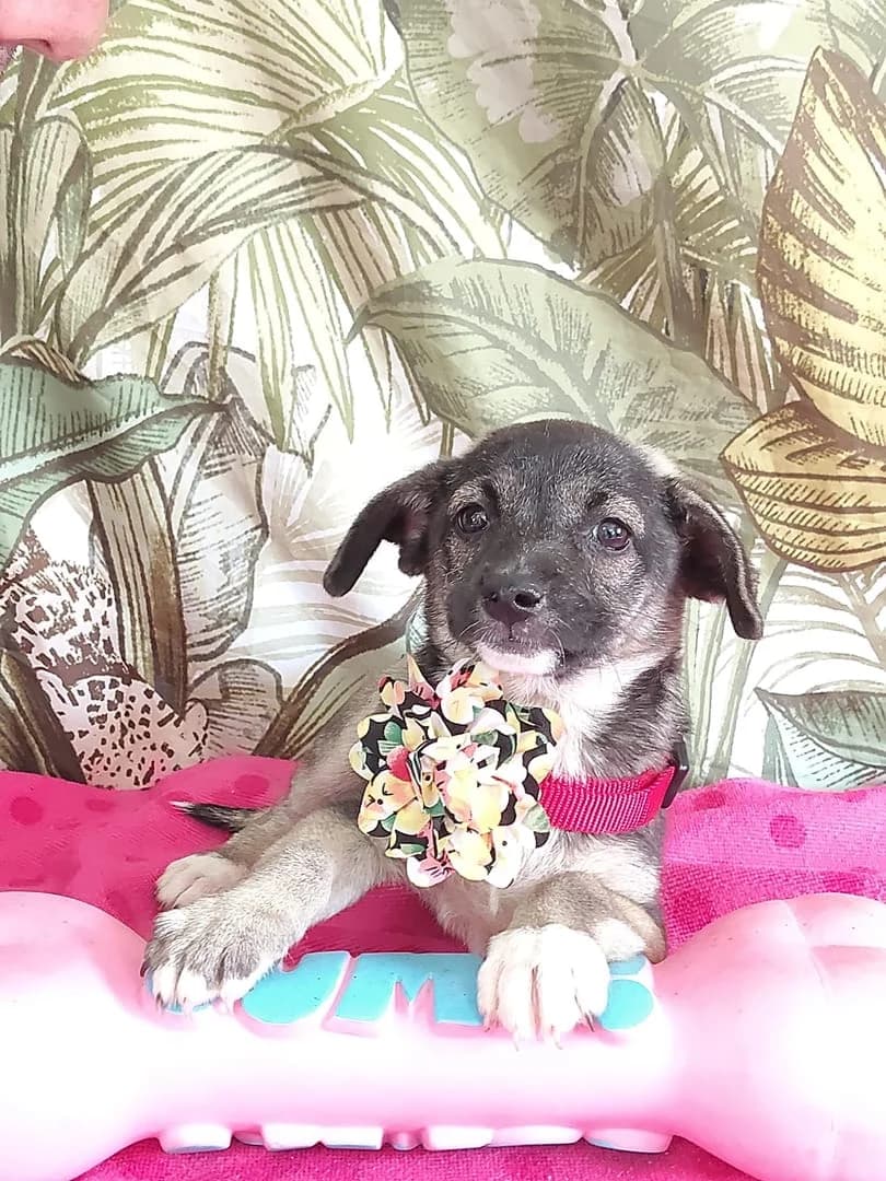 Aurora, Gri female puppy Mixed Breed for adoption at ASPA București — Catalog Câini